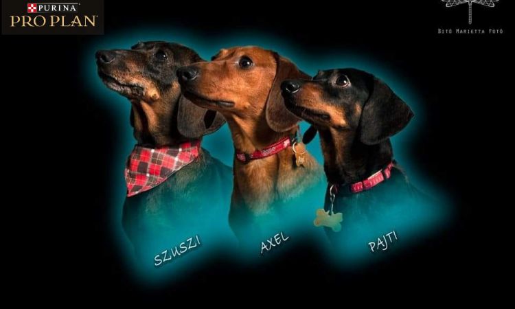 VII. Tacsi Tali Veszprém