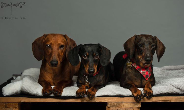 IX. TACSI TALI VESZPRÉM