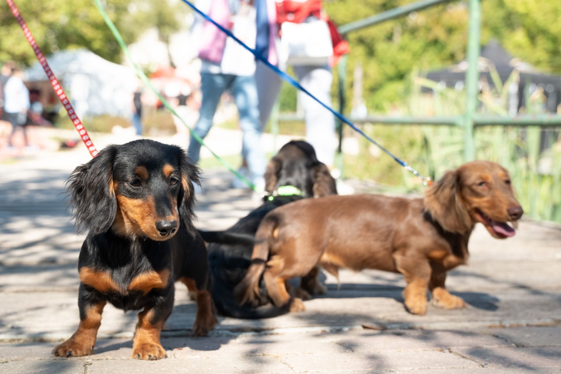 Tacsi Tali Veszprém 2024