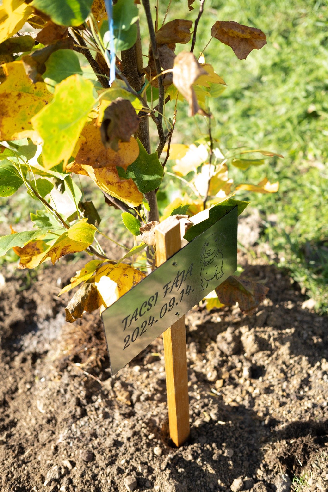 Tacsi Tali Veszprém 2024