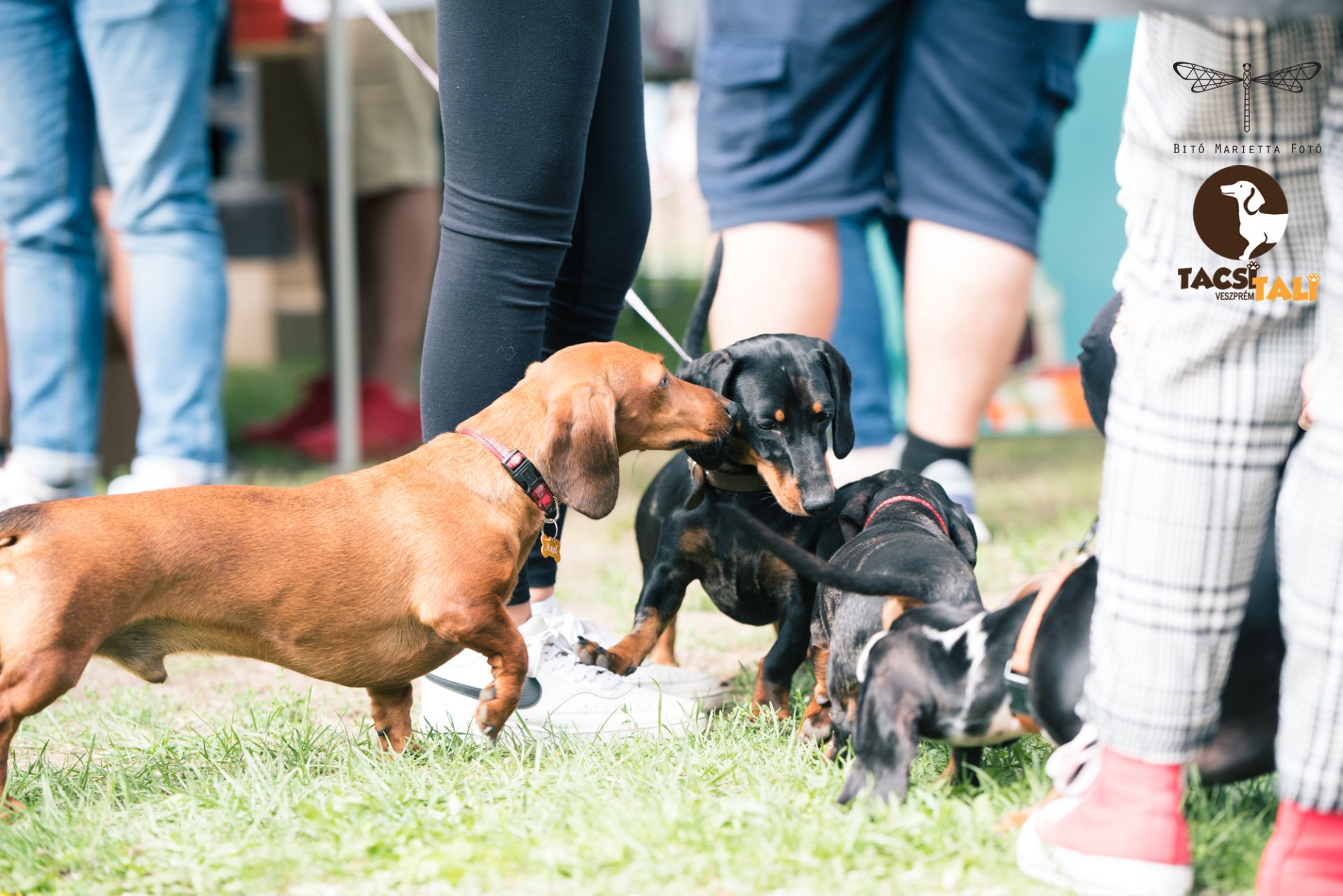 Tacsi Tali Veszprém 2022