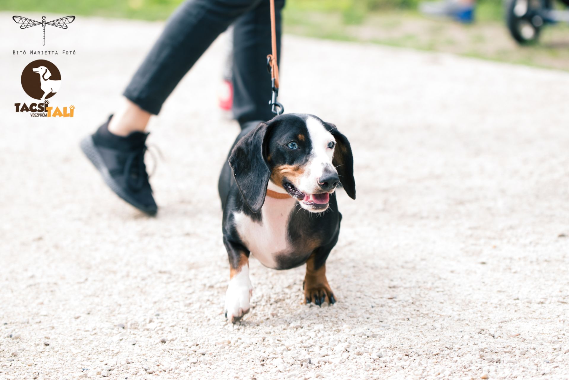 Tacsi Tali Veszprém 2022