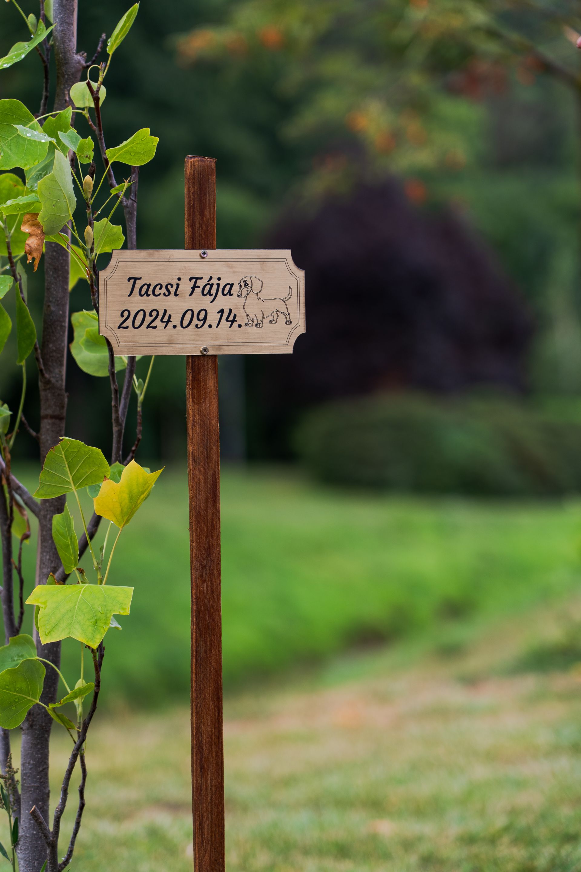 Tacsi Tali Veszprém 2025