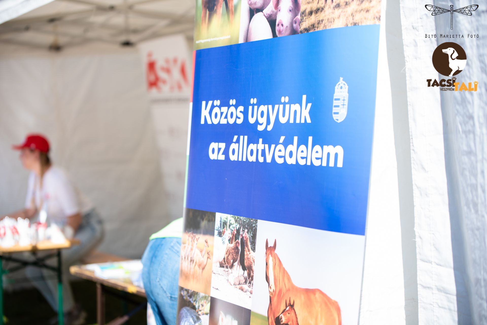 Tacsi Tali Veszprém 2023