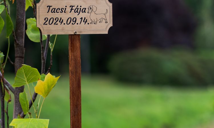 Tacsi Tali Veszprém 2025