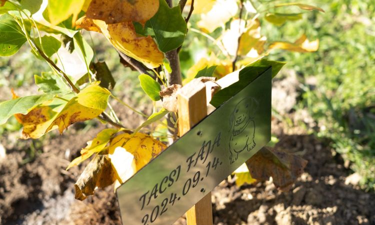 KÖSZÖNET ÉS HÁLA